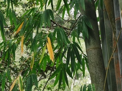 Dendrocalamus giganteus