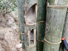 Dendrocalamus giganteus