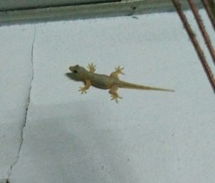 Hemidactylus platyurus