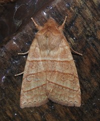 Pyreferra citrombra