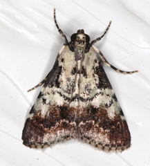 Orthaga rubridiscalis