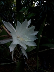 Epiphyllum