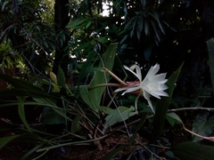 Epiphyllum