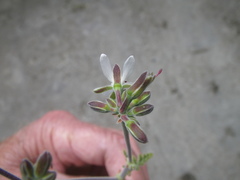 Pelargonium carnosum carnosum