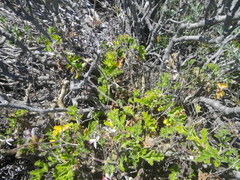 Pelargonium carnosum carnosum