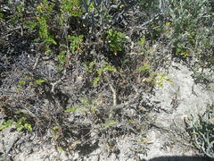 Pelargonium carnosum carnosum