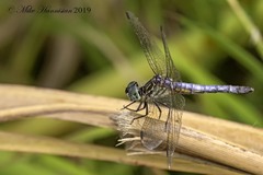 Pachydiplax longipennis