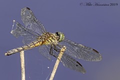 Pachydiplax longipennis