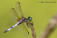 Pachydiplax longipennis