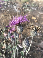 Centaurea scabiosa apiculata