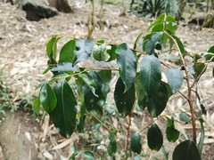 Camellia sinensis