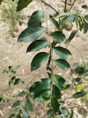 Camellia sinensis