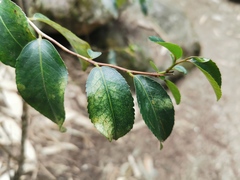 Camellia sinensis