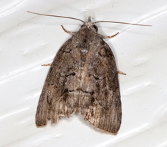 Etanna clopaea