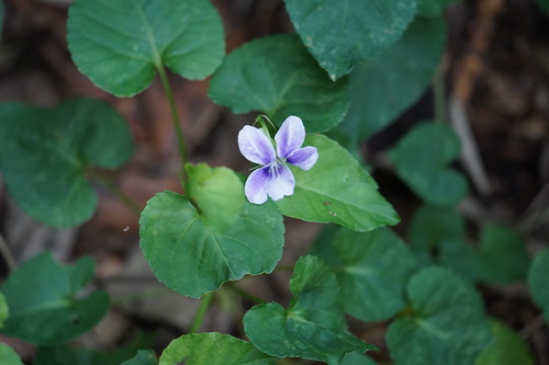 Viola anagae, photograph 3
