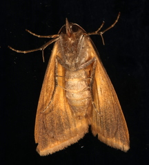 Agamana conjungens