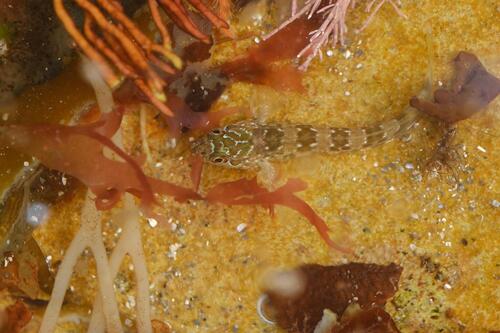 Lipophrys pholis