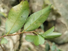 Camellia sinensis