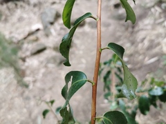 Camellia sinensis