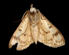 Conogethes