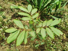 Dimocarpus