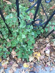Ampelopsis glandulosa