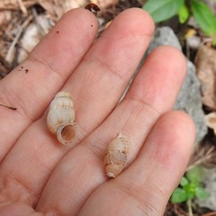 Chondropoma