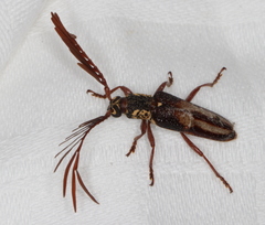 Piesarthrius marginellus