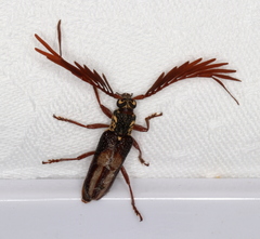 Piesarthrius marginellus