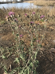 Centaurea scabiosa apiculata