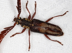 Piesarthrius marginellus