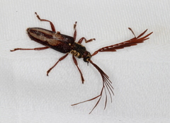 Piesarthrius marginellus