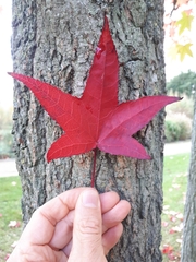 Liquidambar styraciflua