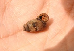 Chondropoma