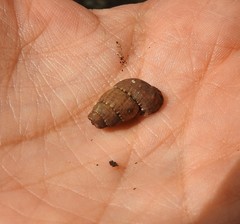 Chondropoma