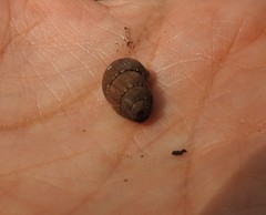 Chondropoma
