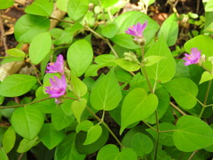 Mirabilis violacea