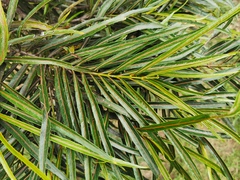 Elaeodendron orientale