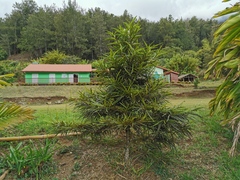 Elaeodendron orientale