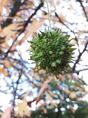 Liquidambar styraciflua