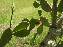 Opuntia inaperta