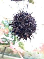 Liquidambar styraciflua