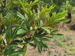 Cossinia pinnata