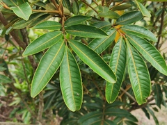 Cossinia pinnata