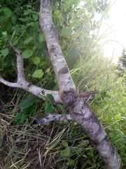 Anacardium occidentale