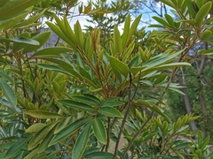 Cossinia pinnata