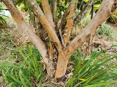 Cossinia pinnata