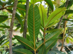 Cossinia pinnata