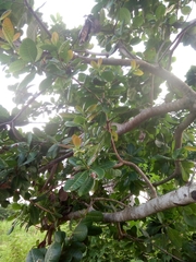 Anacardium occidentale