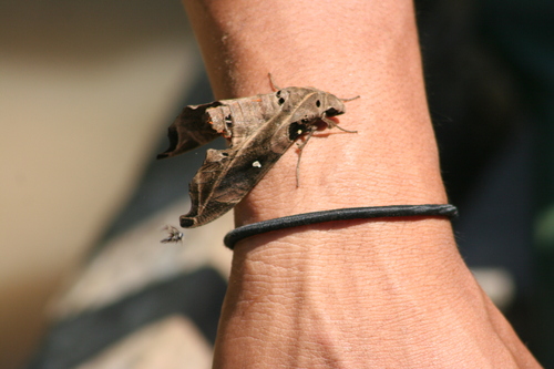Madoryx bubastus